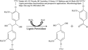 peroxidase breakdown of lignin