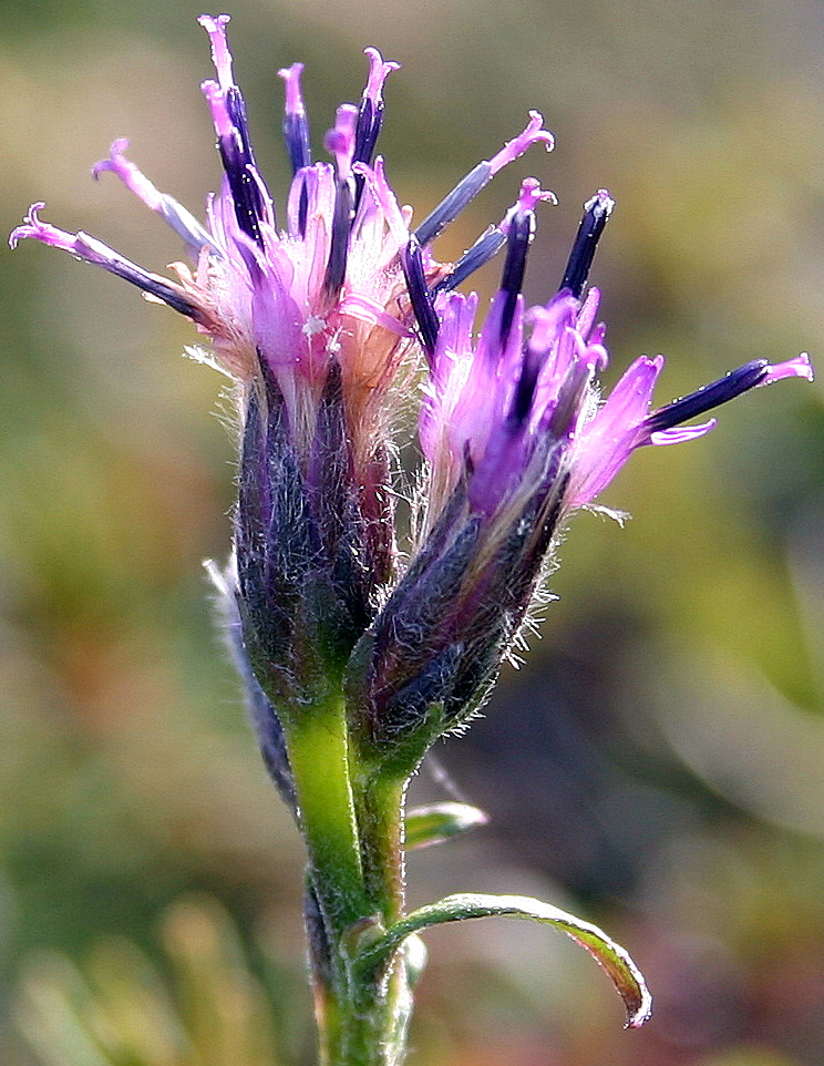 Saussurea angustifolia