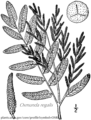 Royal fern illustration