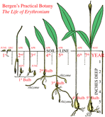 Life of Erythronium