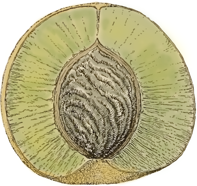 drawing of a peach fruit