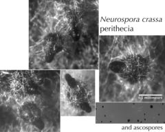 Neurospora crassa perithecia, which eject ascospores into the air