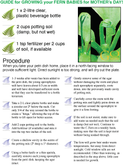 How to Grow C-Ferns