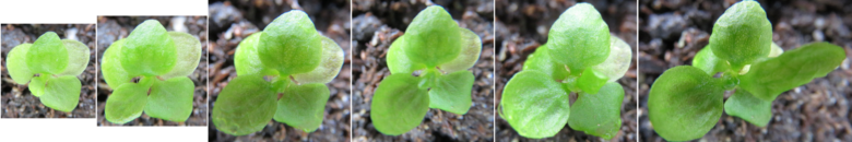 Three week old Ceratopteris sporophytes