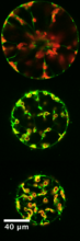 algal cell fluorescence