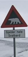 [polar bear crossing