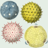 Colorised drawings of four pollen types