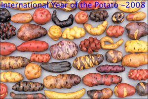 potato diversity --photo from International Year of the Potato - 2008
