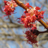 red maple flowers (female)