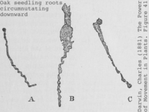 drawings of oak radicle circumnutation from Darwin's Power of Movement in Plants (1880)