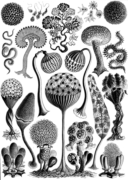 Mycetozoa (slime moulds), by Haeckel