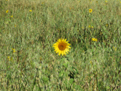 cover crop of oats and sunflowers in the fall