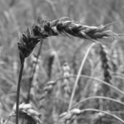 Winter wheat ready for harvest in heartland Ontario