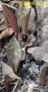 Erythronium emergence