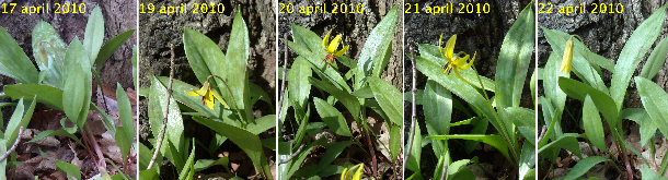 Erythronium flowers