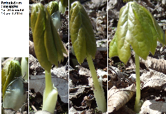 Emerging mayapples