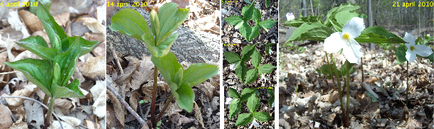 Trillium flowers