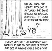 botanists claim redwoods are a cultivar of Brassica olercea