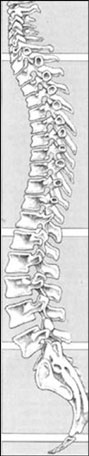 Human Spine image