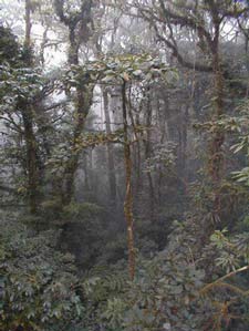 Rain Forest Interior
