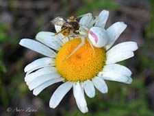 Mining bee, Andrena sp, female, preyed upon by crab spider
