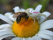 Mining bee, Andrena sp, female, preyed upon by crab spider