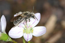 Mining bee, Andrena sp, female