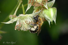 Mining bee, Andrena sp, female