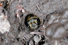 Mining bee, Andrena sp, female, searching for nest