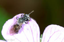 Mining bee, Andrena sp, male