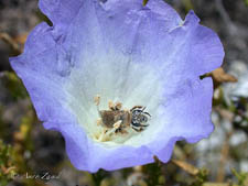 Mining bee, Nolanomelissa toroi, female, Chile