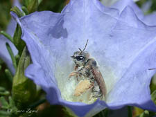 Mining bee, Nolanomelissa toroi, female, Chile