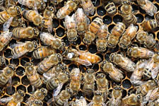 Marked honey bee queen surrounded by workers