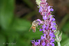 Honey bee, Apis mellifera, worker