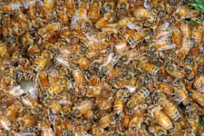 Honey bee, Apis mellifera, swarm