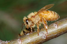 Honey bee, Apis mellifera, worker