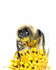 Bumblebee, Bombus sp, male