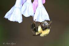 Bumblebee, Bombus impatiens, female