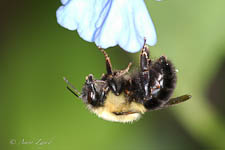 Bumblebee, Bombus impatiens, female
