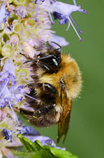 Male bumble bee, Bombus bimaculatus