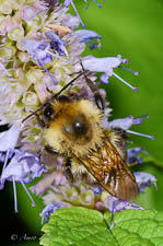Male bumble bee, Bombus bimaculatus