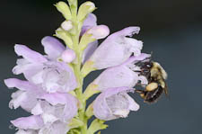 Female bumble bee, Bombus bimaculatus
