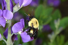 Bumblebee, Bombus griseocollies, female