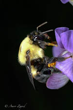 Bumblebee, Bombus sp, female