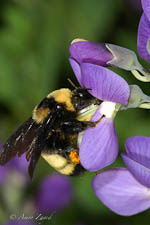 Bumblebee, Bombus auricomus, female