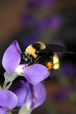 Bumblebee, Bombus auricomus, female