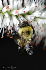 Bumblebee, Bombus bimaculatus, female