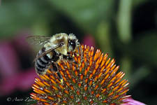 Bumblebee, Bombus sp, female