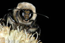 Bumblebee, Bombus sp, male