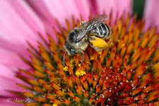 Long-horned bee, Melissodes menuachas, female